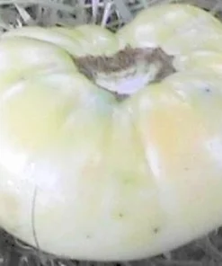 Great White Heirloom Tomato Seeds - Pure White Variety - 25 Seeds - Image 1