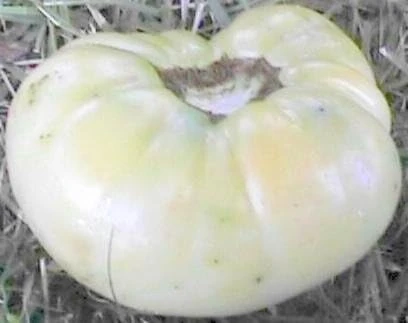 Great White Heirloom Tomato Seeds - Pure White Variety - 25 Seeds - Image 1