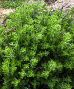 Greek Oregano Seeds - Origanum Vulgare Hirtum Herb Seeds - 500 Count - Image 2