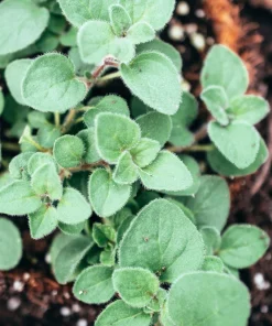 Greek Oregano Seeds - Origanum Vulgare Hirtum Herb Seeds - 500 Count - Image 3