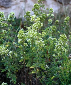 Greek Oregano Seeds - Origanum Vulgare Hirtum Herb Seeds - 500 Count - Image 5