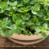 Greek Oregano Seeds - Origanum Vulgare Hirtum Herb Seeds - 500 Count - Image 1
