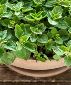 Greek Oregano Seeds - Origanum Vulgare Hirtum Herb Seeds - 500 Count - Image 1