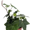 Green Algerian Ivy Live Plant - Hedera algeriensis - 4 Inch Pot - Indoor/Outdoor Groundcover - Image 1