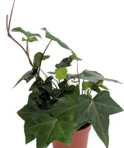 Green Algerian Ivy Live Plant - Hedera algeriensis - 4 Inch Pot - Indoor/Outdoor Groundcover - Image 1