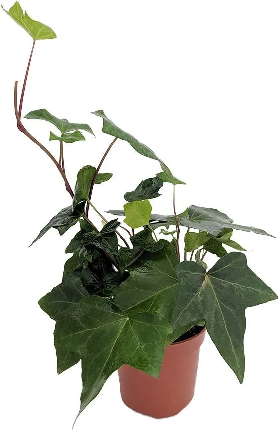 Green Algerian Ivy Live Plant - Hedera algeriensis - 4 Inch Pot - Indoor/Outdoor Groundcover - Image 1
