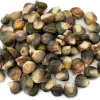 Green and Gold Dent Corn Seeds - Heirloom Vegetable - 100 Seeds - Image 1