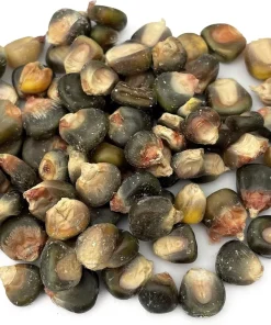 Green and Gold Dent Corn Seeds - Heirloom Vegetable - 100 Seeds - Image 1