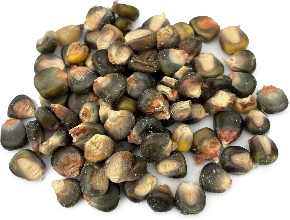 Green and Gold Dent Corn Seeds - Heirloom Vegetable - 100 Seeds - Image 1