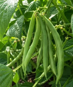 Green Bush Bean Live Plants - 2-Pack Starter, 3-6