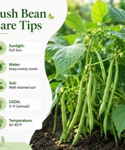 Green Bush Bean Live Plants - 2-Pack Starter, 3-6