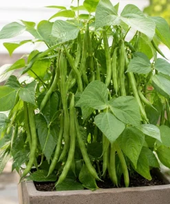 Green Bush Bean Live Plants - 2-Pack Starter, 3-6