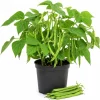 Green Bush Bean Live Plants - 2-Pack Starter, 3-6" Tall, 4" Pot, Outdoor Vegetable - Image 1