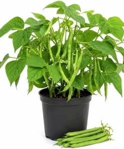 Green Bush Bean Live Plants - 2-Pack Starter, 3-6