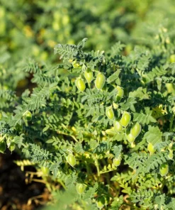 Green Chick Pea Seeds - 25 Heirloom Garbanzo Bean Seeds, Annual, Full Sun - Image 3