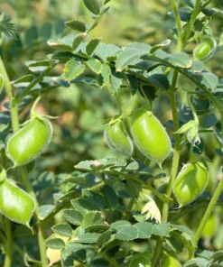 Green Chick Pea Seeds - 25 Heirloom Garbanzo Bean Seeds, Annual, Full Sun - Image 4