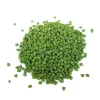 Green Chick Pea Seeds - 25 Heirloom Garbanzo Bean Seeds, Annual, Full Sun - Image 1