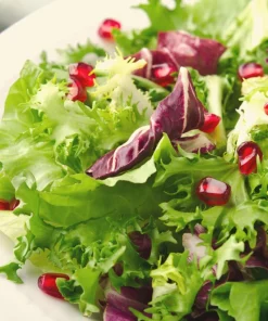 Green Curled Endive Seeds – 3000 Heirloom Vegetable Seeds – Frisée Chicory - Image 10