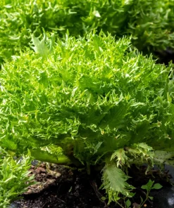 Green Curled Endive Seeds – 3000 Heirloom Vegetable Seeds – Frisée Chicory - Image 2