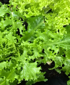 Green Curled Endive Seeds – 3000 Heirloom Vegetable Seeds – Frisée Chicory - Image 3