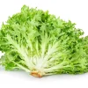 Green Curled Endive Seeds – 3000 Heirloom Vegetable Seeds – Frisée Chicory - Image 1