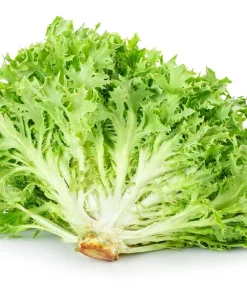 Green Curled Endive Seeds – 3000 Heirloom Vegetable Seeds – Frisée Chicory - Image 1