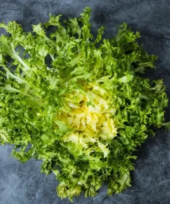 Green Curled Endive Seeds – 3000 Heirloom Vegetable Seeds – Frisée Chicory - Image 5