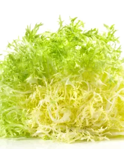 Green Curled Endive Seeds – 3000 Heirloom Vegetable Seeds – Frisée Chicory - Image 6