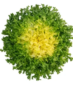 Green Curled Endive Seeds – 3000 Heirloom Vegetable Seeds – Frisée Chicory - Image 7
