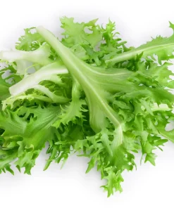 Green Curled Endive Seeds – 3000 Heirloom Vegetable Seeds – Frisée Chicory - Image 8