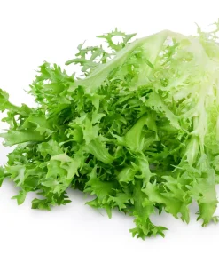 Green Curled Endive Seeds – 3000 Heirloom Vegetable Seeds – Frisée Chicory - Image 9