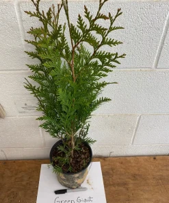Green Giant Arborvitae Live Plant - 18-24