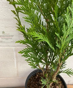 Green Giant Arborvitae Live Plant - 18-24