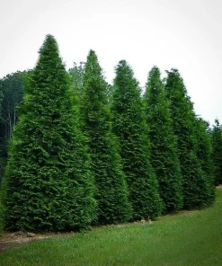 Green Giant Arborvitae Live Plant - 18-24