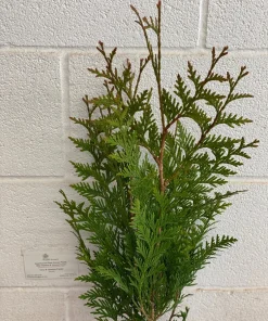 Green Giant Arborvitae Live Plant - 18-24