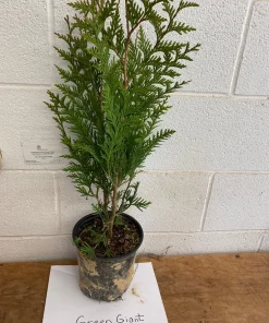 Green Giant Arborvitae Live Plant - 18-24