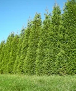 Green Giant Arborvitae Live Plant - 18-24