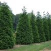 Green Giant Arborvitae Live Plant - 18-24" Thuja plicata, Trade Gallon Pot - Image 1