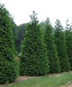 Green Giant Arborvitae Live Plant - 18-24