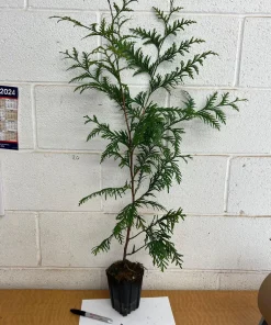 Green Giant Arborvitae Live Plant, 4 inch Pot, 16-24 inches Tall, Outdoor Privacy Tree - Image 2