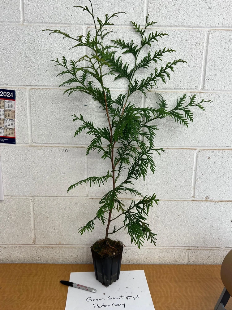 Green Giant Arborvitae Live Plant, 4 inch Pot, 16-24 inches Tall, Outdoor Privacy Tree - Image 2