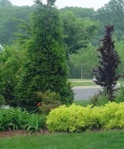 Green Giant Arborvitae Live Plant, 4 inch Pot, 16-24 inches Tall, Outdoor Privacy Tree - Image 3
