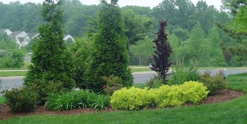 Green Giant Arborvitae Live Plant, 4 inch Pot, 16-24 inches Tall, Outdoor Privacy Tree - Image 3