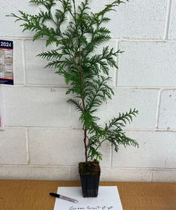 Green Giant Arborvitae Live Plant, 4 inch Pot, 16-24 inches Tall, Outdoor Privacy Tree - Image 6