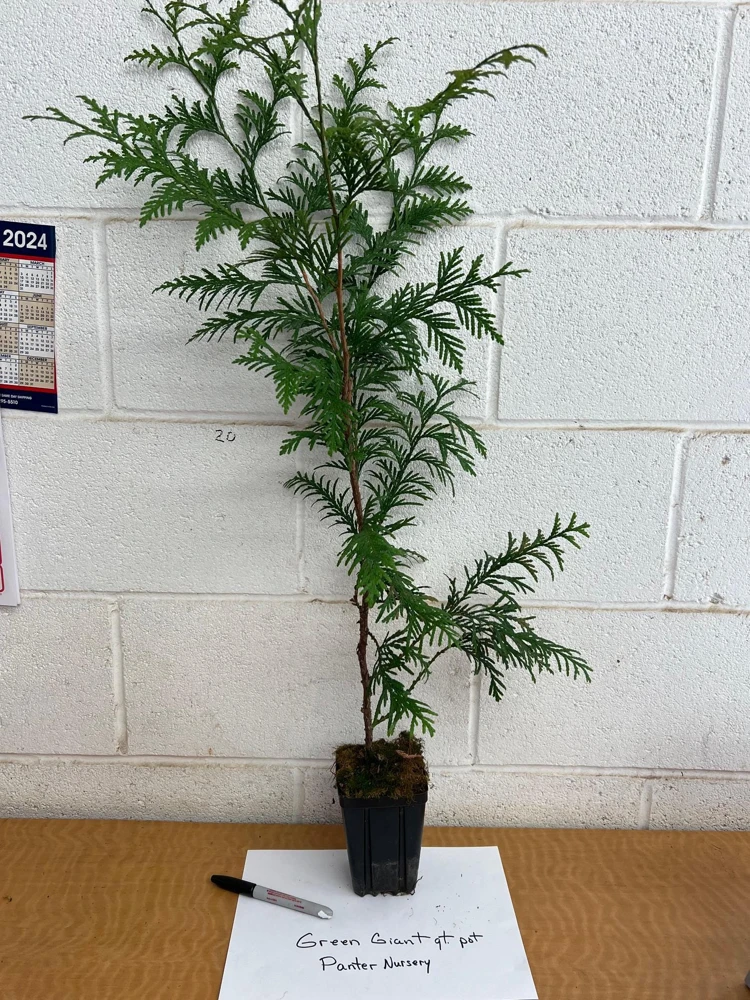 Green Giant Arborvitae Live Plant, 4 inch Pot, 16-24 inches Tall, Outdoor Privacy Tree - Image 6