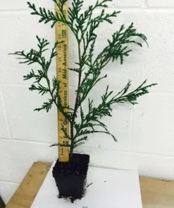 Green Giant Arborvitae Live Plant, 4 inch Pot, 16-24 inches Tall, Outdoor Privacy Tree - Image 8