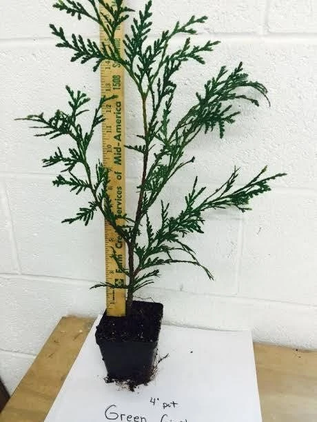 Green Giant Arborvitae Live Plant, 4 inch Pot, 16-24 inches Tall, Outdoor Privacy Tree - Image 8