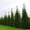 Green Giant Arborvitae Live Plant – 4 inch Pot – Evergreen Tree – Outdoor - Image 1