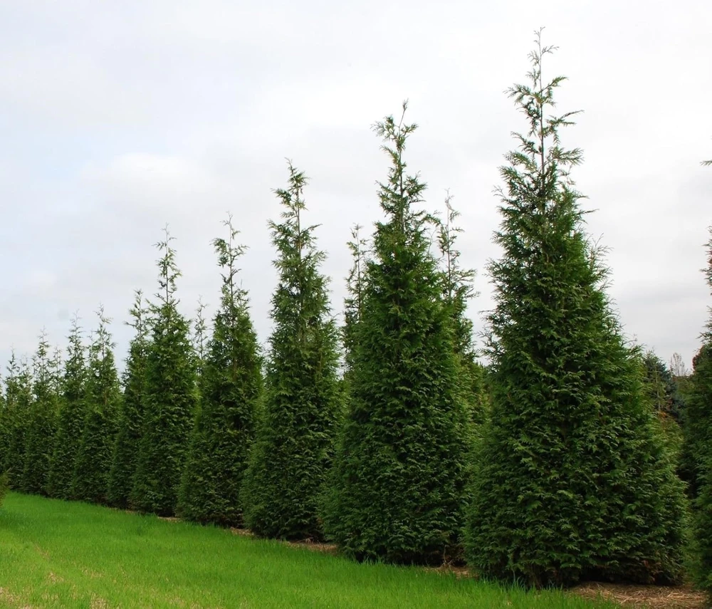 Green Giant Arborvitae Live Plant – 4 inch Pot – Evergreen Tree – Outdoor - Image 1