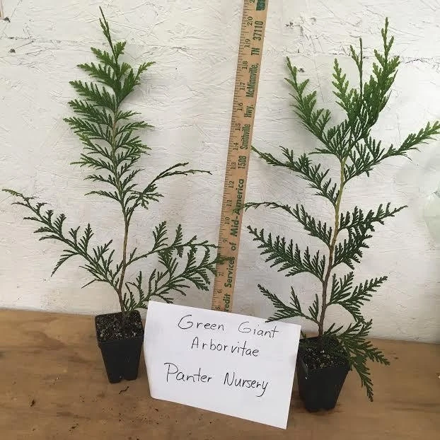 Green Giant Thuja Arborvitae Live Plant – 6-12" Tall, 2.5" Pot – Outdoor Privacy Tree - Image 2